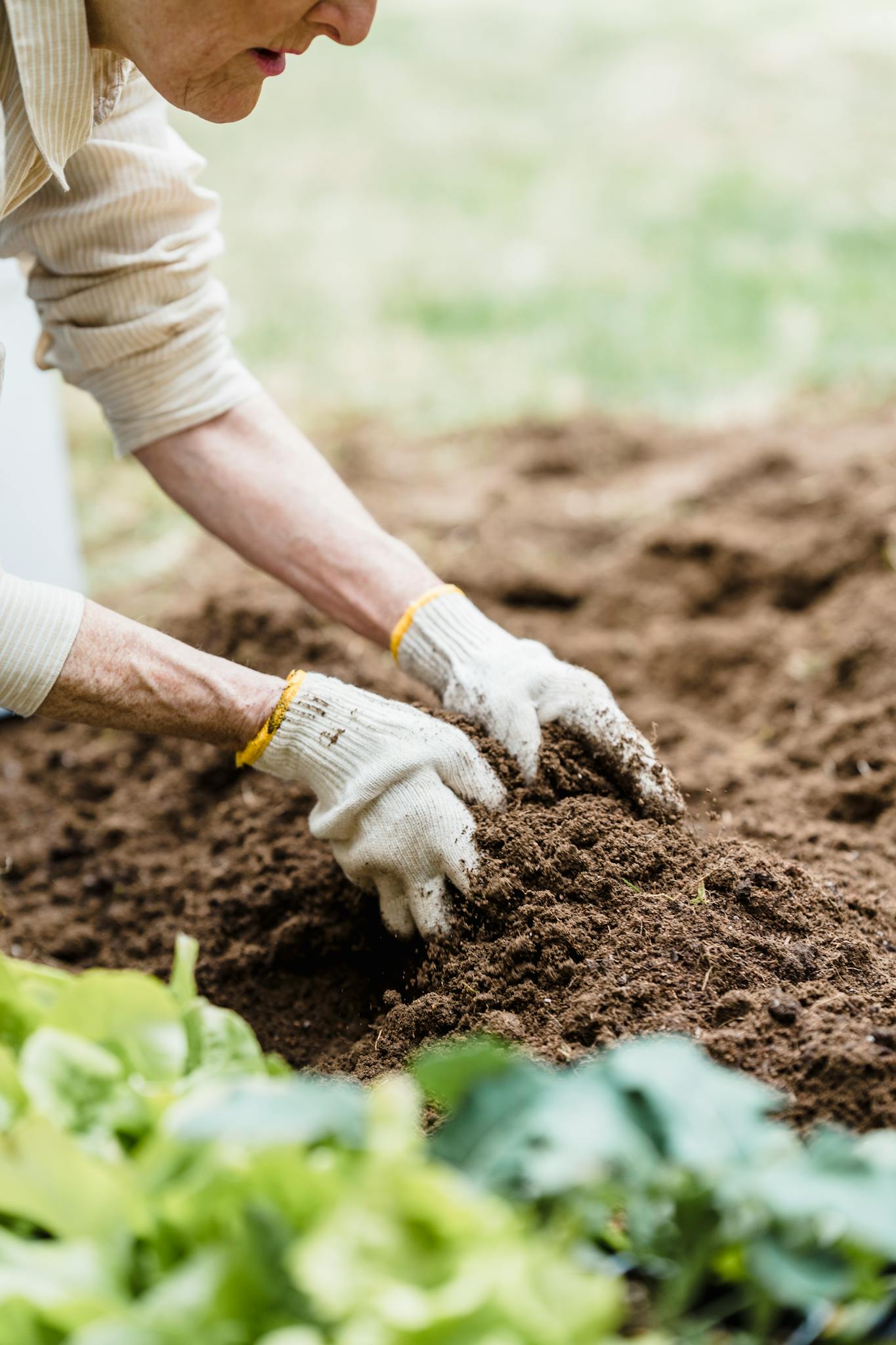 Close-up of a senior adult tending to soil in a garden using gloves.